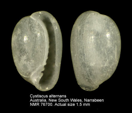 Cystiscus alternans.jpg - Cystiscus alternans(Pritchard & Gatliff,1898)